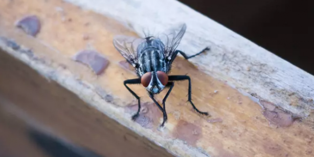 Foto - Karasinekler evlere girdiklerine pişman oluyor: İşte o böceklerin katlanamadıkları 2 koku!