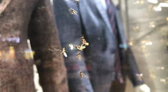 Foto - Karasinekler şehri istila etti! Vatandaşlar ne yapacağını şaşırdı