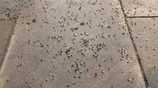 Foto - Karasinekler şehri istila etti! Vatandaşlar ne yapacağını şaşırdı
