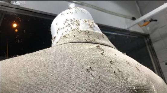 Foto - Karasinekler şehri istila etti! Vatandaşlar ne yapacağını şaşırdı