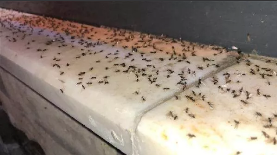 Foto - Karasinekler şehri istila etti! Vatandaşlar ne yapacağını şaşırdı