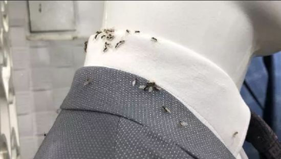 Foto - Karasinekler şehri istila etti! Vatandaşlar ne yapacağını şaşırdı