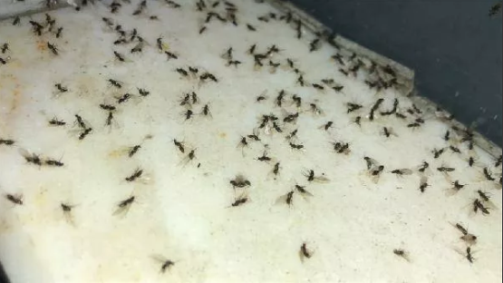 Foto - Karasinekler şehri istila etti! Vatandaşlar ne yapacağını şaşırdı