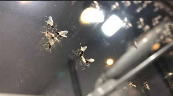 Foto - Karasinekler şehri istila etti! Vatandaşlar ne yapacağını şaşırdı