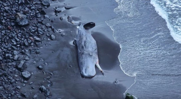 Karaya vuran balinanın içinden çıktı! Görenler gözlerine inanamadı! Yok artık daha neler