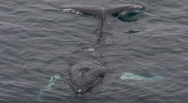 Foto - Karaya vuran balinanın içinden çıktı! Görenler gözlerine inanamadı! Yok artık daha neler