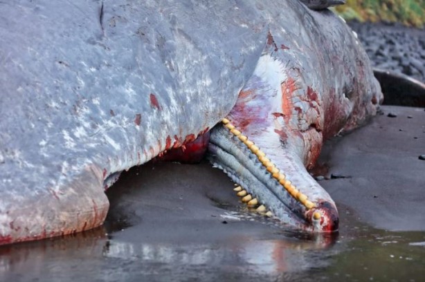 Foto - Karaya vuran balinanın içinden çıktı! Görenler gözlerine inanamadı! Yok artık daha neler