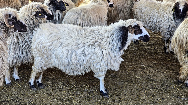 Foto - Karayaka beldesi bakın ismini nasıl almış!