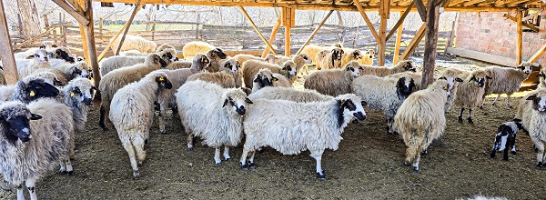 Foto - Karayaka beldesi bakın ismini nasıl almış!