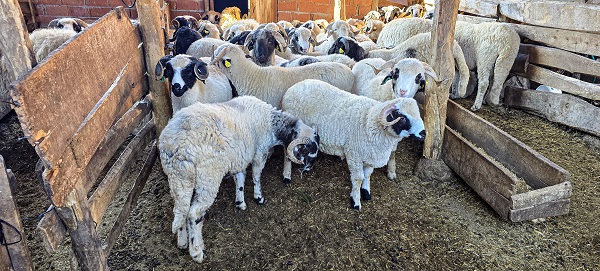 Foto - Karayaka beldesi bakın ismini nasıl almış!
