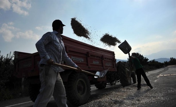 Foto - Karayolunda hasat zamanı
