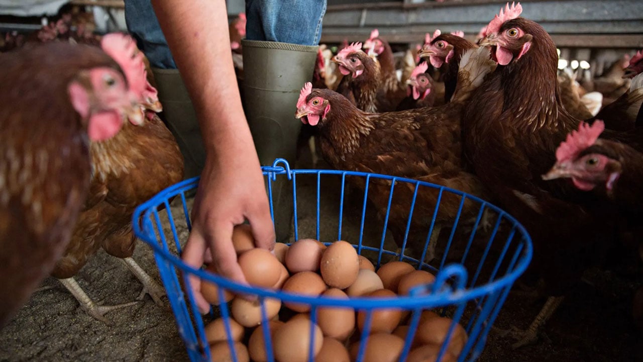 Karbon hesabında şaşırtan sonuç! Organik yumurta sanıldığı kadar masum çıkmadı