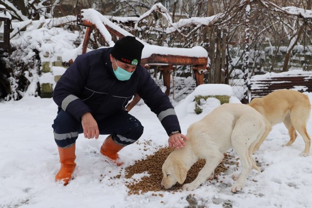 Foto - Karda yiyecek bulmakta zorlanan sokak hayvanları unutulmadı