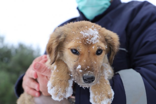 Karda yiyecek bulmakta zorlanan sokak hayvanları unutulmadı