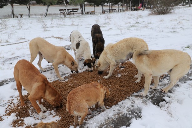 Foto - Karda yiyecek bulmakta zorlanan sokak hayvanları unutulmadı