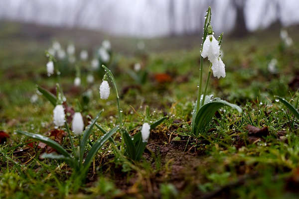 Foto - Kardelenler erken çiçek açtı