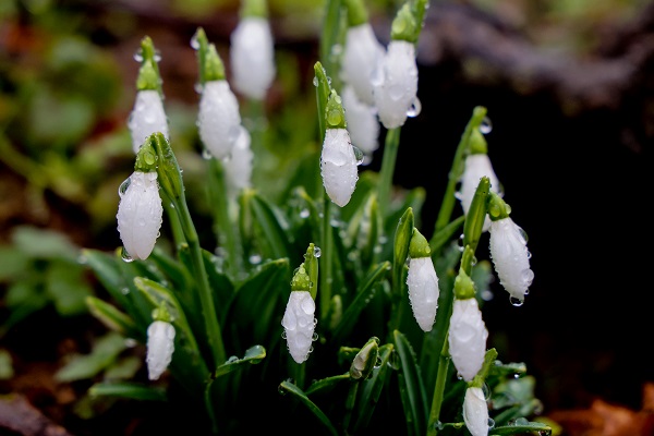 Foto - Kardelenler erken çiçek açtı