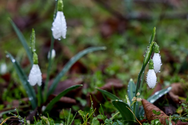 Kardelenler erken çiçek açtı