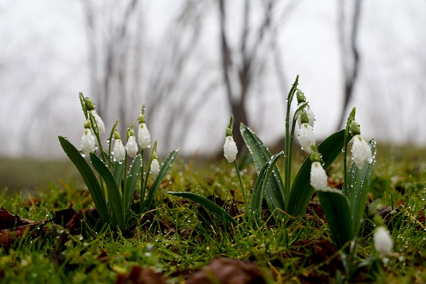 Foto - Kardelenler erken çiçek açtı