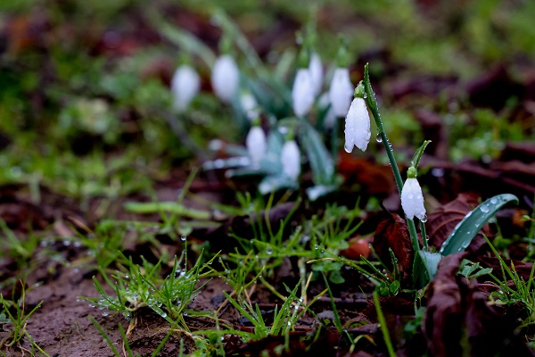 Foto - Kardelenler erken çiçek açtı