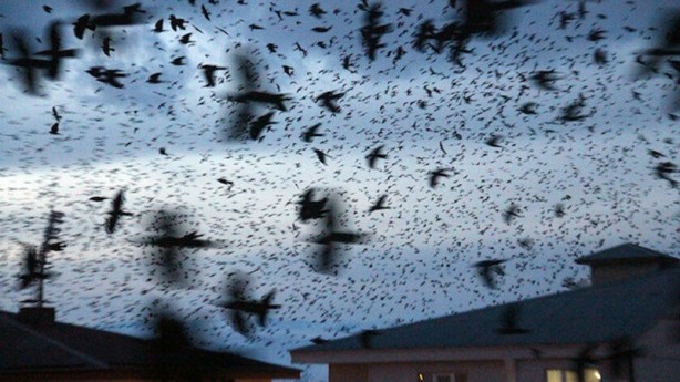 Foto - Karga istilasına ilişkin uzmanından rahatlatan açıklama