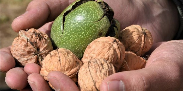 Foto - Kargalar bırakıyor, insanlar topluyor! Bu işi yapanlar resmen köşeyi dönüyor! Ondan kazandıkları parayı sayarken bile yoruluyorlar