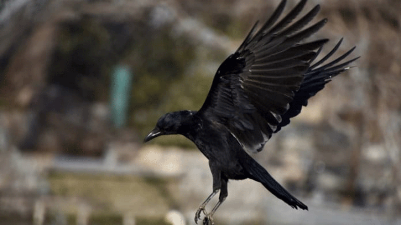 Foto - Kargaların akıl dolu taktiği! Karınca asidiyle hastalığa meydan okuyorlar