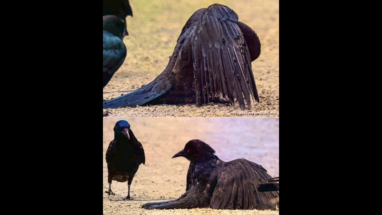 Kargaların akıl dolu taktiği! Karınca asidiyle hastalığa meydan okuyorlar