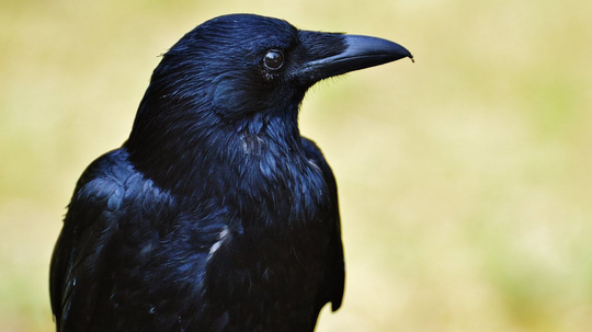 Foto - Kargaların sesli şekilde sayı sayabildikleri ve...