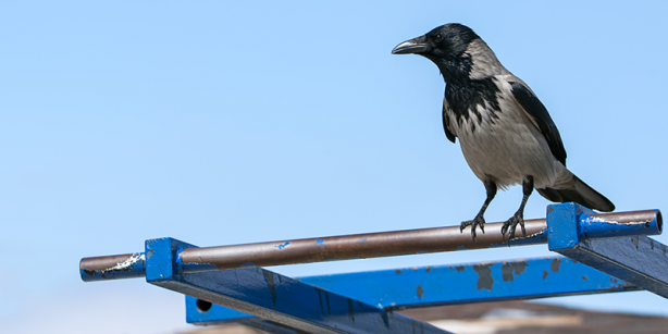 Foto - Kargaların sesli şekilde sayı sayabildikleri ve...