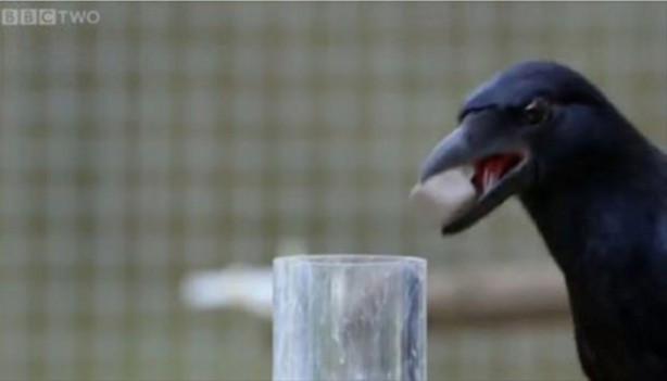 Foto - Karganın muhteşem zekası 