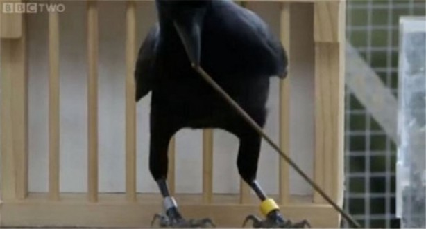 Foto - Karganın muhteşem zekası