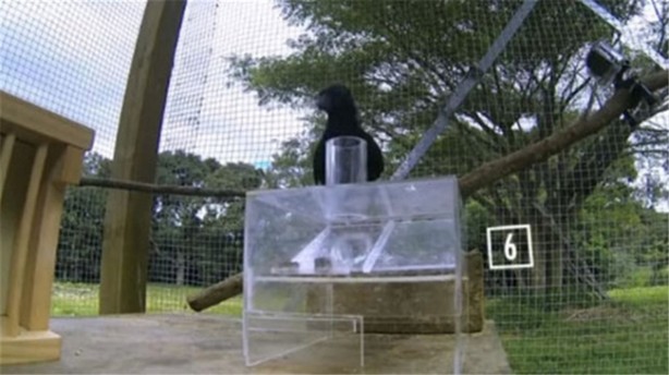 Foto - Karganın muhteşem zekası