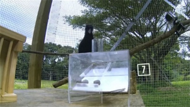 Foto - Karganın muhteşem zekası