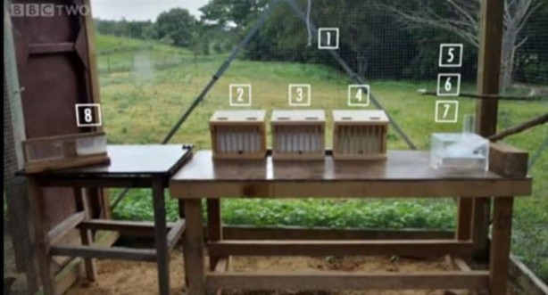 Foto - Karganın muhteşem zekası 