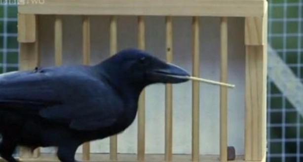 Foto - Karganın muhteşem zekası