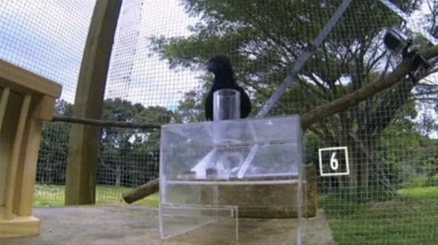 Foto - Karganın muhteşem zekası