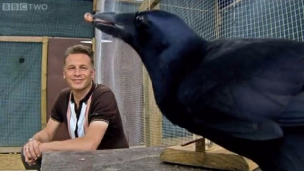 Foto - Karganın muhteşem zekası