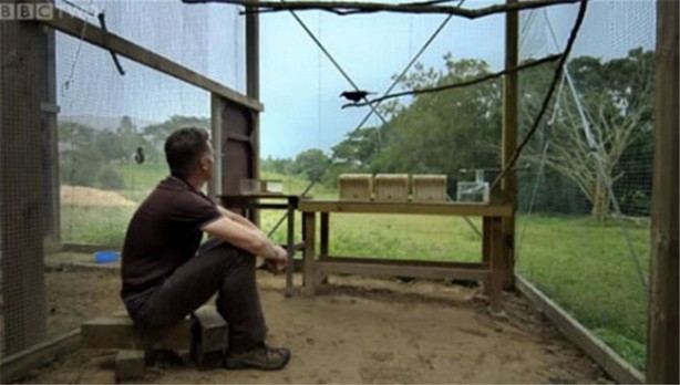 Foto - Karganın muhteşem zekası