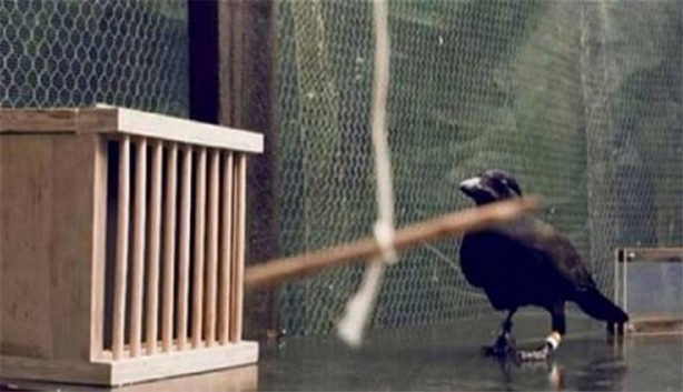 Karganın muhteşem zekası