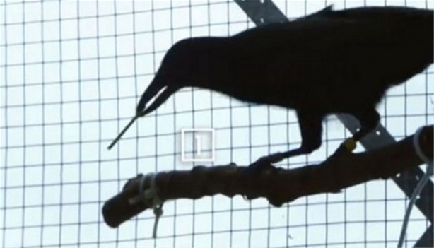 Foto - Karganın muhteşem zekası