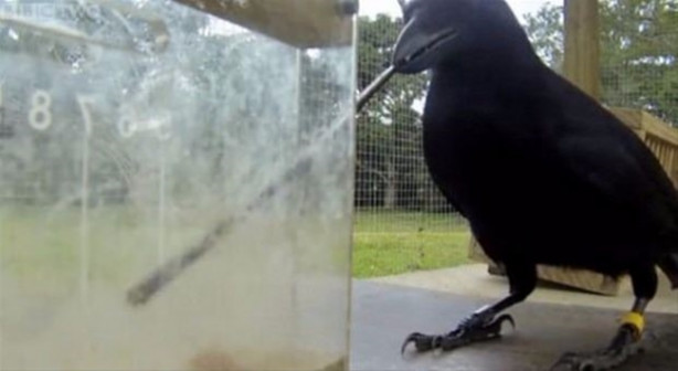 Foto - Karganın muhteşem zekası