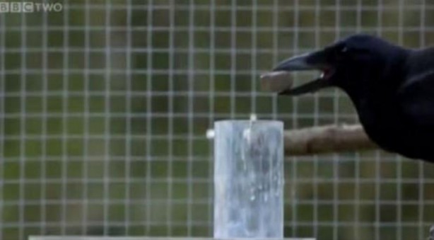 Foto - Karganın muhteşem zekası 