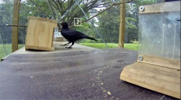 Foto - Karganın muhteşem zekası