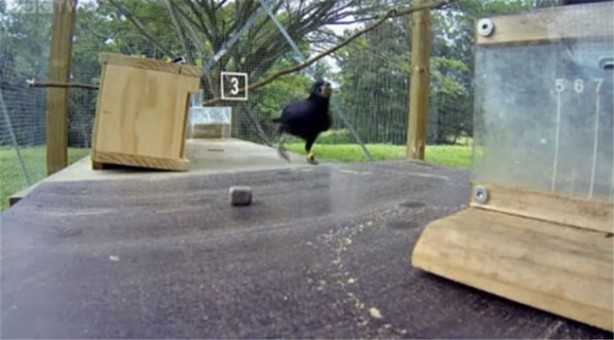 Foto - Karganın muhteşem zekası