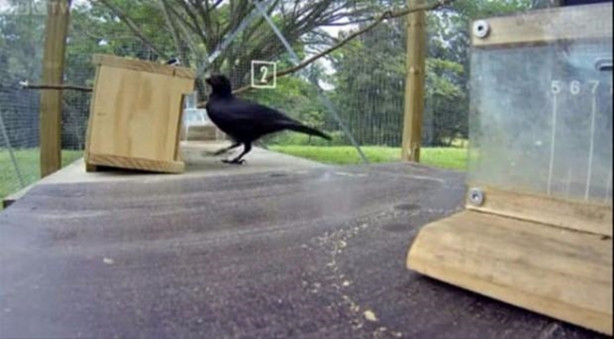 Foto - Karganın muhteşem zekası