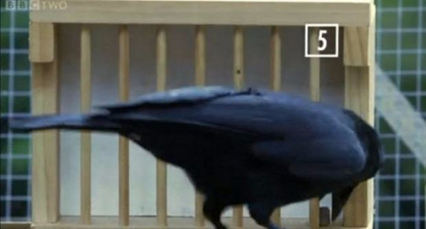 Foto - Karganın muhteşem zekası