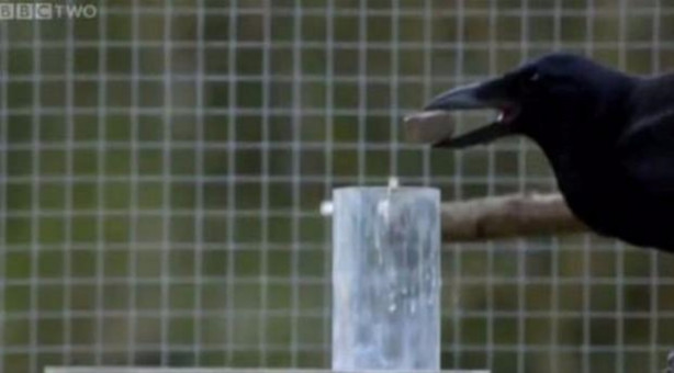 Foto - Karganın muhteşem zekası