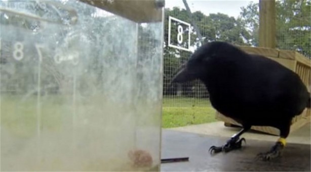 Foto - Karganın muhteşem zekası