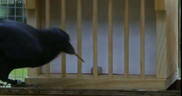 Foto - Karganın muhteşem zekası 